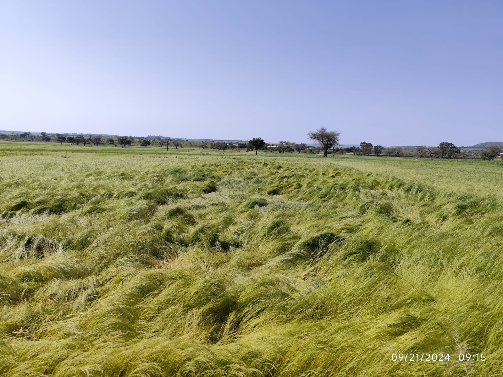  ṭaf (ጣፍ) (Eragrostis tef)