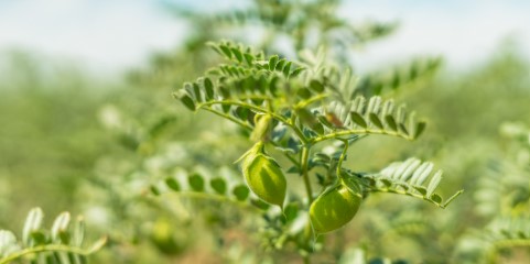 Chickpea (Cicer arietinum)