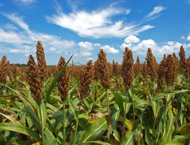Sorghum (መሸላ) (Sorghum bicolor)
