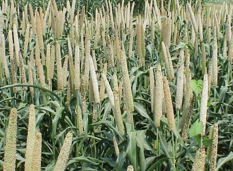 Pearl Millet (Pennisetum glaucum) (L.) R. Br. 