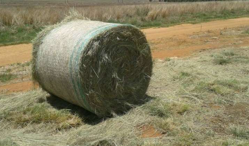 Organic Animal Feeds