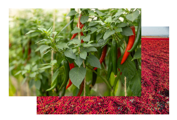 Organic Horticultural Crops