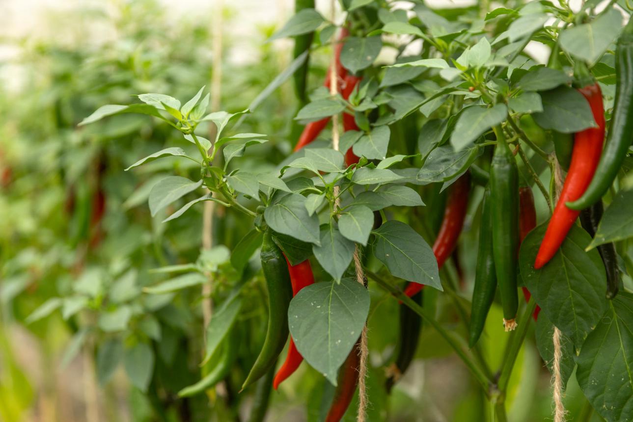 Chilli pepper (ጉዕ በርበረ) (Capsicum Spp)