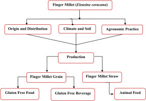 A comprehensive review on finger millet (Eleusine coracana (L.) Gaertn): A gluten-free superfood and feed