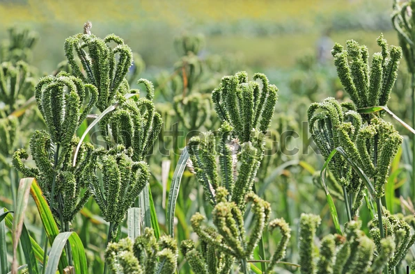 Finger millet (Eleusine coracana)